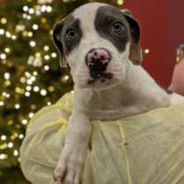 Thumbnail photo of Bongo #1