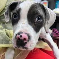 Thumbnail photo of Bongo #2