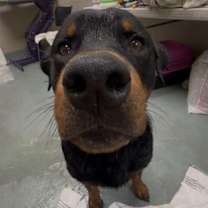 Thumbnail photo of Tubbs #2