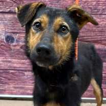 Thumbnail photo of Mr Dusty* #1