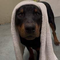 Thumbnail photo of Tubbs #3