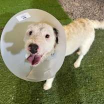 Thumbnail photo of Blanco #1