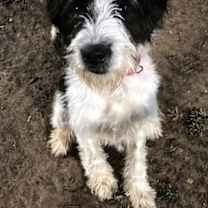 Thumbnail photo of Snoopy #1