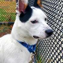 Thumbnail photo of Muffin #2