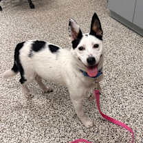 Thumbnail photo of Muffin #3