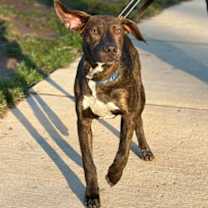 Thumbnail photo of Dreidel #2