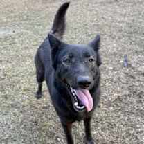 Thumbnail photo of Sable #2