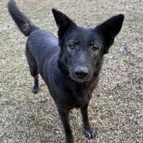 Thumbnail photo of Sable #3