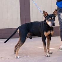 Thumbnail photo of Valor - Adopt Me! #4