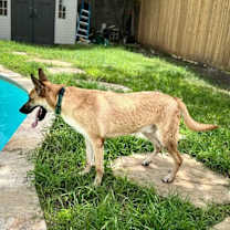 Thumbnail photo of Calhoun English #4