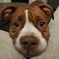 Thumbnail photo of Guppy delivers giggles #1