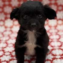 Thumbnail photo of Sharpie #1