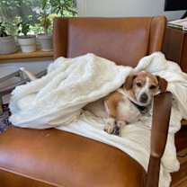 Thumbnail photo of Tuck wants to be tucked in for snuggles #2