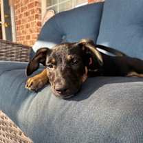 Thumbnail photo of Strawberry Drizzle  Clementine #1