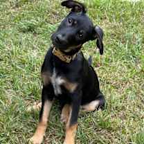 Thumbnail photo of Strawberry Drizzle  Clementine #3