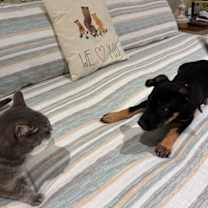 Thumbnail photo of Strawberry Drizzle  Clementine #4