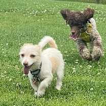 Thumbnail photo of Huckleberry Frolicking Bunnykins #4