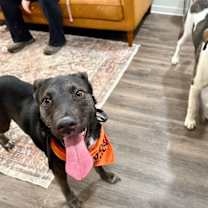 Thumbnail photo of Gus the Brainy Bestie with a Goofy Side #4