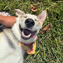 Thumbnail photo of Salt so sweet belly rubs please #4