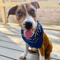 Thumbnail photo of George the goodest boy  Presidential #1