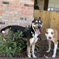 Thumbnail photo of Pepper Soft Soul Spice #2