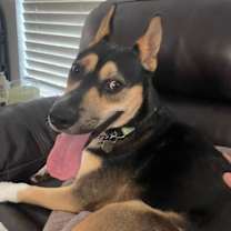 Thumbnail photo of Pepper Soft Soul Spice #3