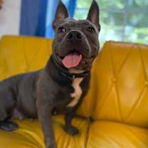 Thumbnail photo of Smokey Sassy Sweet and Small #1