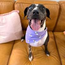 Thumbnail photo of Betsy Blue #1