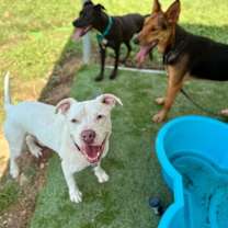 Thumbnail photo of Nate Smiles the Sunshine Pup #3