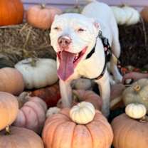 Thumbnail photo of Nate Smiles the Sunshine Pup #4