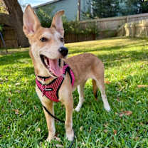 Thumbnail photo of Evercrisp Apple #4