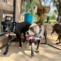 Thumbnail photo of Toodee Too Cute #4