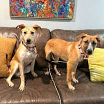 Thumbnail photo of Sadie Sue Loves You #3