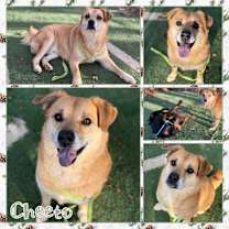 Thumbnail photo of Cheeto #1