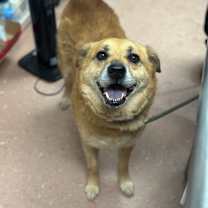 Thumbnail photo of Cheeto #2