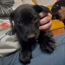 Thumbnail photo of Mister Purple Color #3