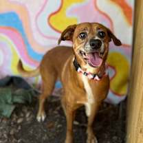 Thumbnail photo of Lucy Gentle Heart Soft and True #1