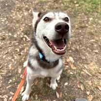 Thumbnail photo of Midnight Dreamboat #4