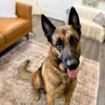 Thumbnail photo of Troy Tender Hearted Giant #1