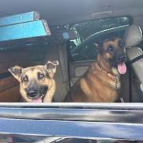 Thumbnail photo of Troy Tender Hearted Giant #3