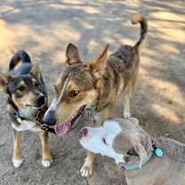 Thumbnail photo of Virgil Vergie Adventure Buddy Couch Companion #2