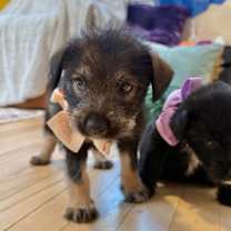 Thumbnail photo of Cream Soda #3