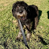 Thumbnail photo of Rollo Sweet Eyes #4