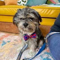 Thumbnail photo of Benji Bear #4