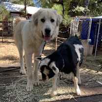 Thumbnail photo of Kiai #1