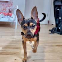 Thumbnail photo of Diamond A Girl's Best Friend #1