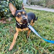 Thumbnail photo of Diamond A Girl's Best Friend #3