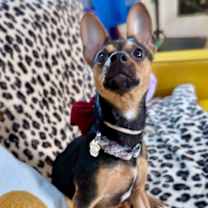 Thumbnail photo of Diamond A Girl's Best Friend #4