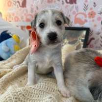 Thumbnail photo of Itzy K Pop #1