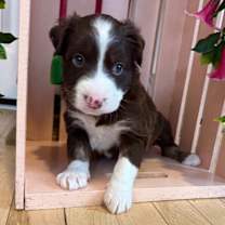 Thumbnail photo of BTS K Pop #1